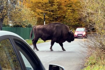 Safari en busca de bisontes en la esquina más remota de Europa