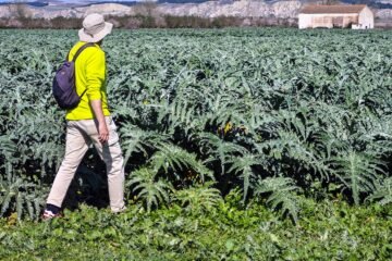 Una ruta por Calahorra, la ciudad de la verdura, y por la vecina Pradejón, villa champiñón