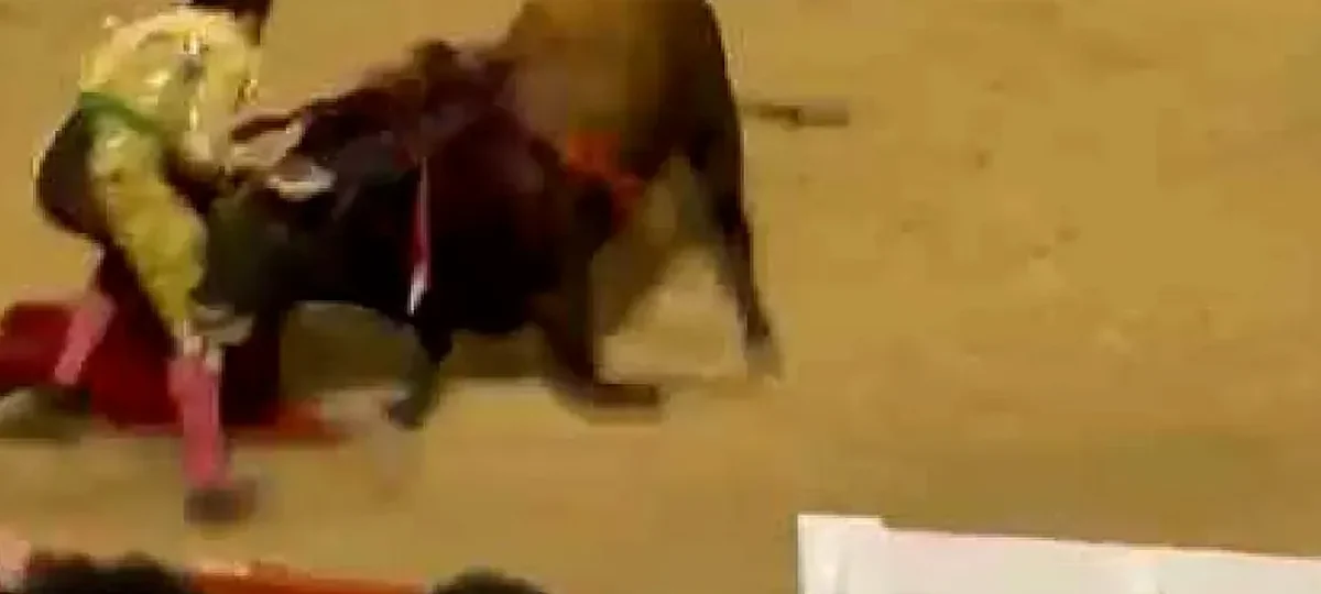 Morante de la Puebla sufre una cogida con su quinto toro en Palma de Mallorca