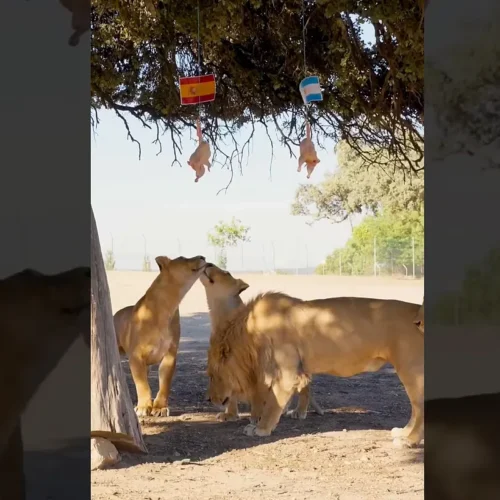 La manada de leones de Safari Madrid elige entre España y Argentina en un curioso experimento