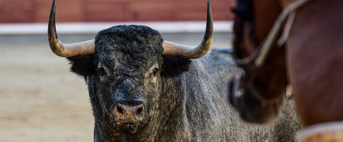 Plaza 1 define el mes de septiembre en Las Ventas con dos desafíos ganaderos, una corrida concurso y una novillada