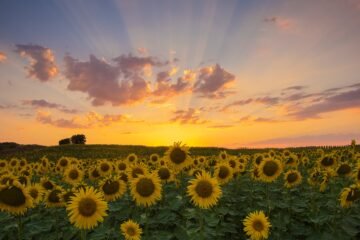 Adiós lavanda, hola girasoles: un viaje por Burgos cuando en agosto cambia de color