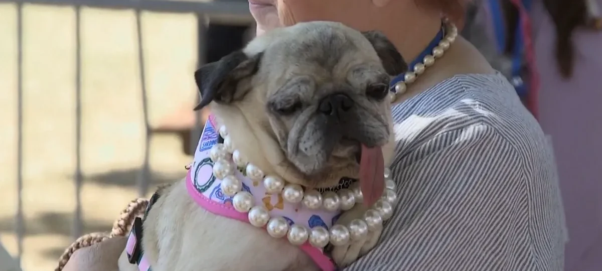 Este es Jinny Lu, el perro más feo del mundo