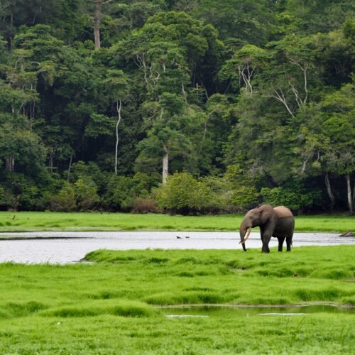 Una expedición a Gabón con EL PAÍS Viajes, el último edén africano